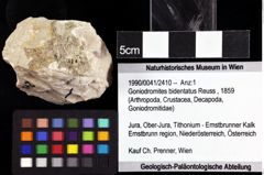 Foto (Objket + Etiketten) von Goniodromites bidentatus (Reuss, 1859) 